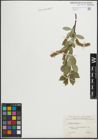 Foto von Salix hastata L.